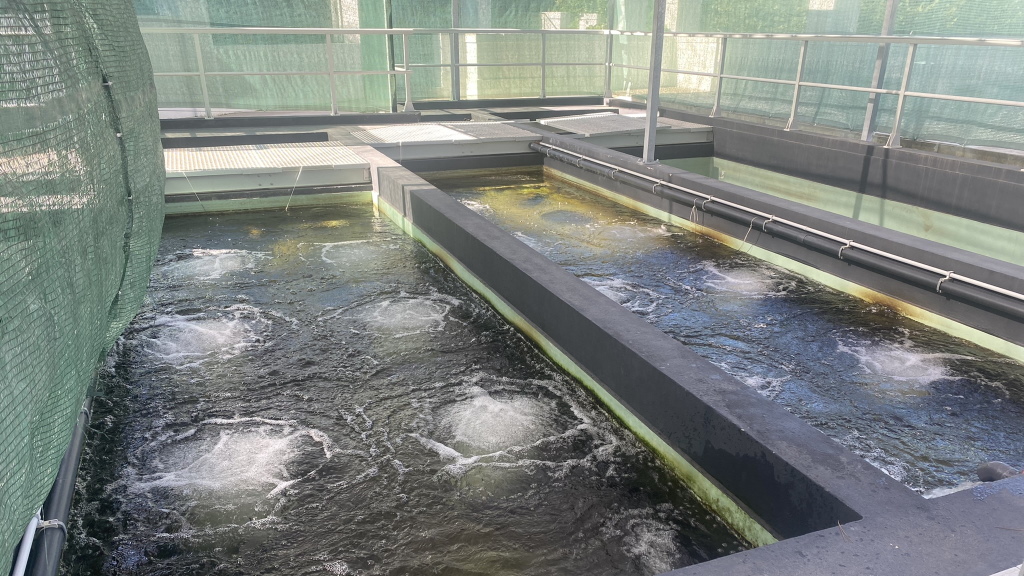 Aquacultura